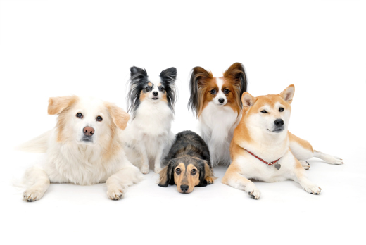 犬用 フィラリア予防薬比較 成分 種類 効果 特徴 ペットのお薬専門店pet S Drug